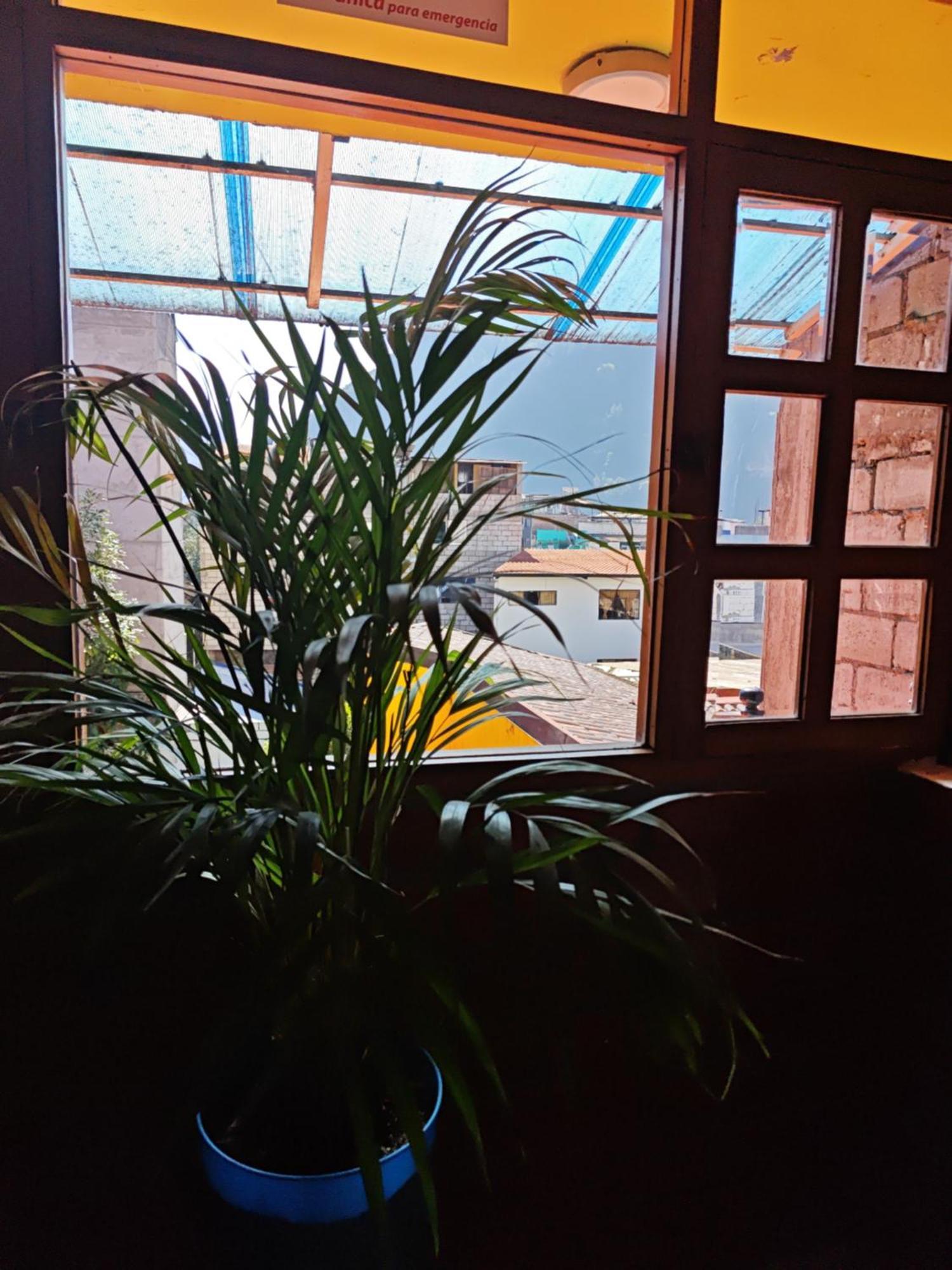 Garden House Hostal بانيوس المظهر الخارجي الصورة